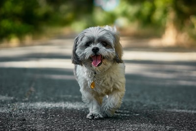 人気犬種の移り変わり(1980年代から2010年代にかけて)