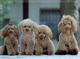 人気犬種の移り変わり(1980年代から2010年代にかけて)