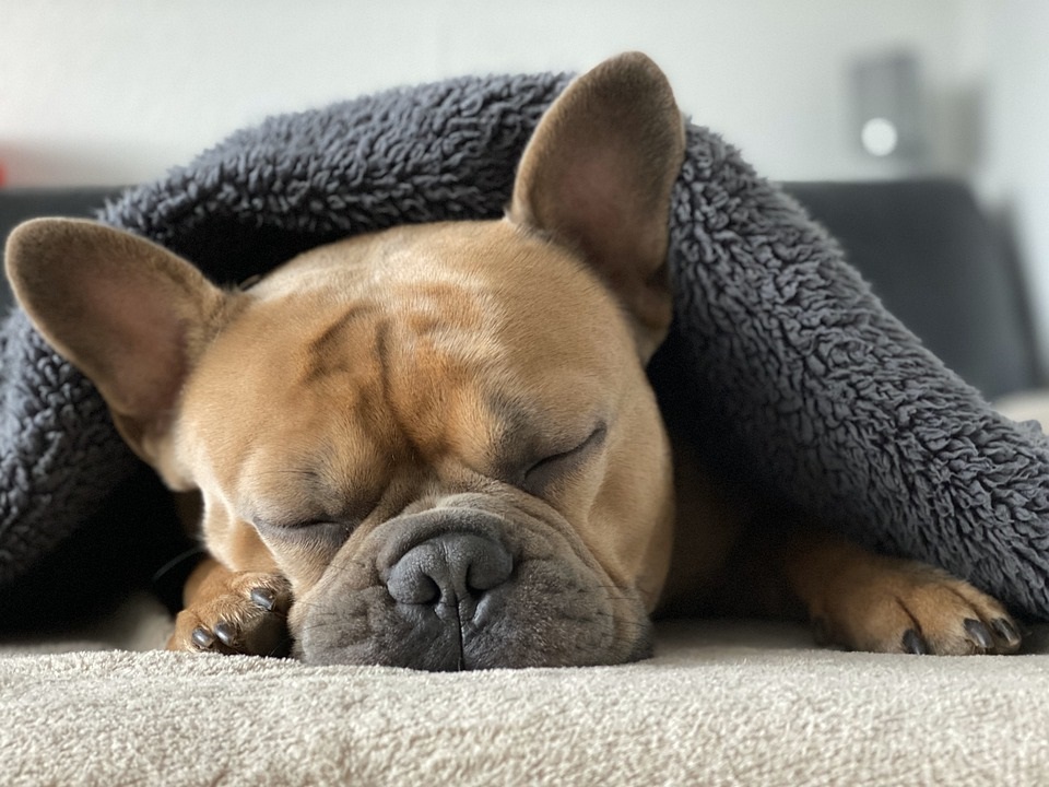 軟口蓋過長症って?愛犬・愛猫の“いびき”、大丈夫ですか?