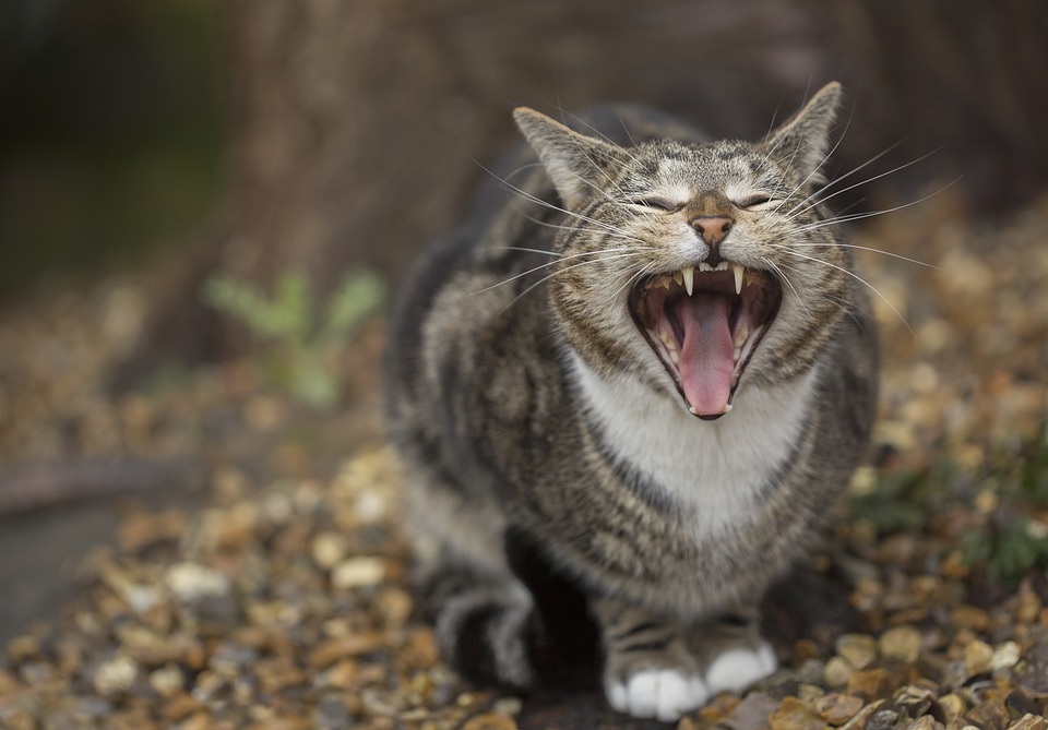 軟口蓋過長症って?愛犬・愛猫の“いびき”、大丈夫ですか?