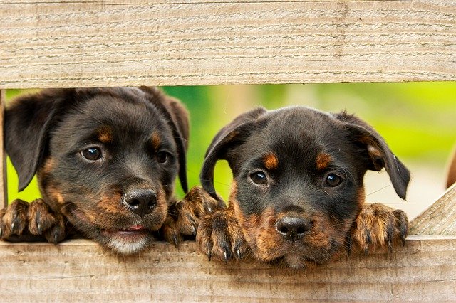 犬が懐かないのはなぜ?意外と忘れがちな「会話」とは