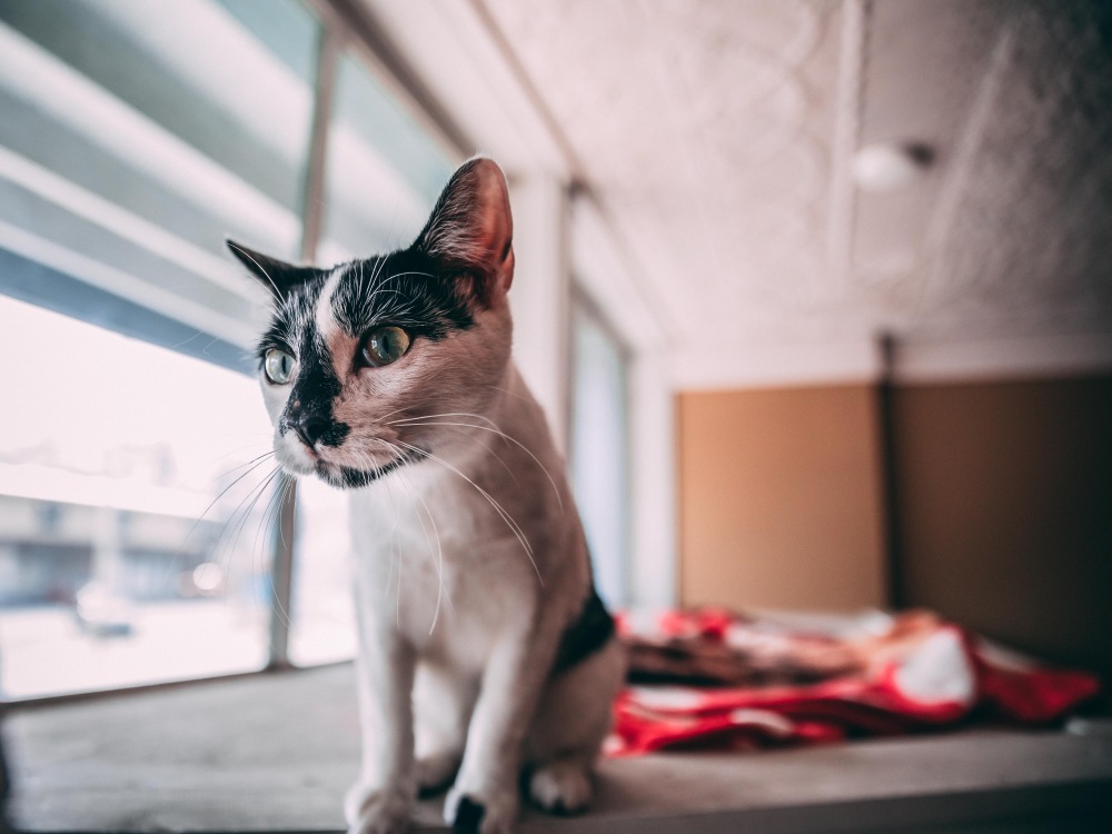 猫もお耳に要注意!意外と多い耳のトラブル