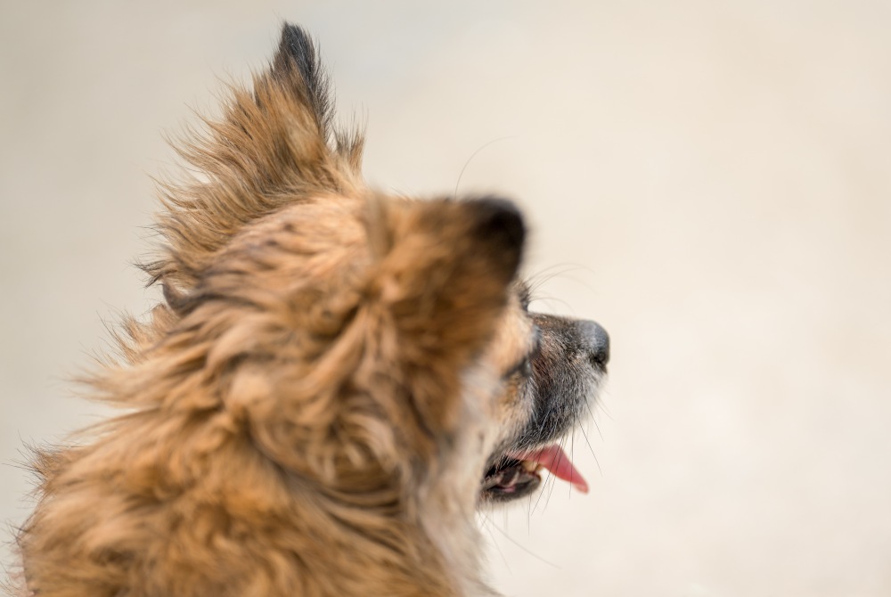 愛犬の耳がぷっくり腫れている?!それはきっと「耳血腫」です