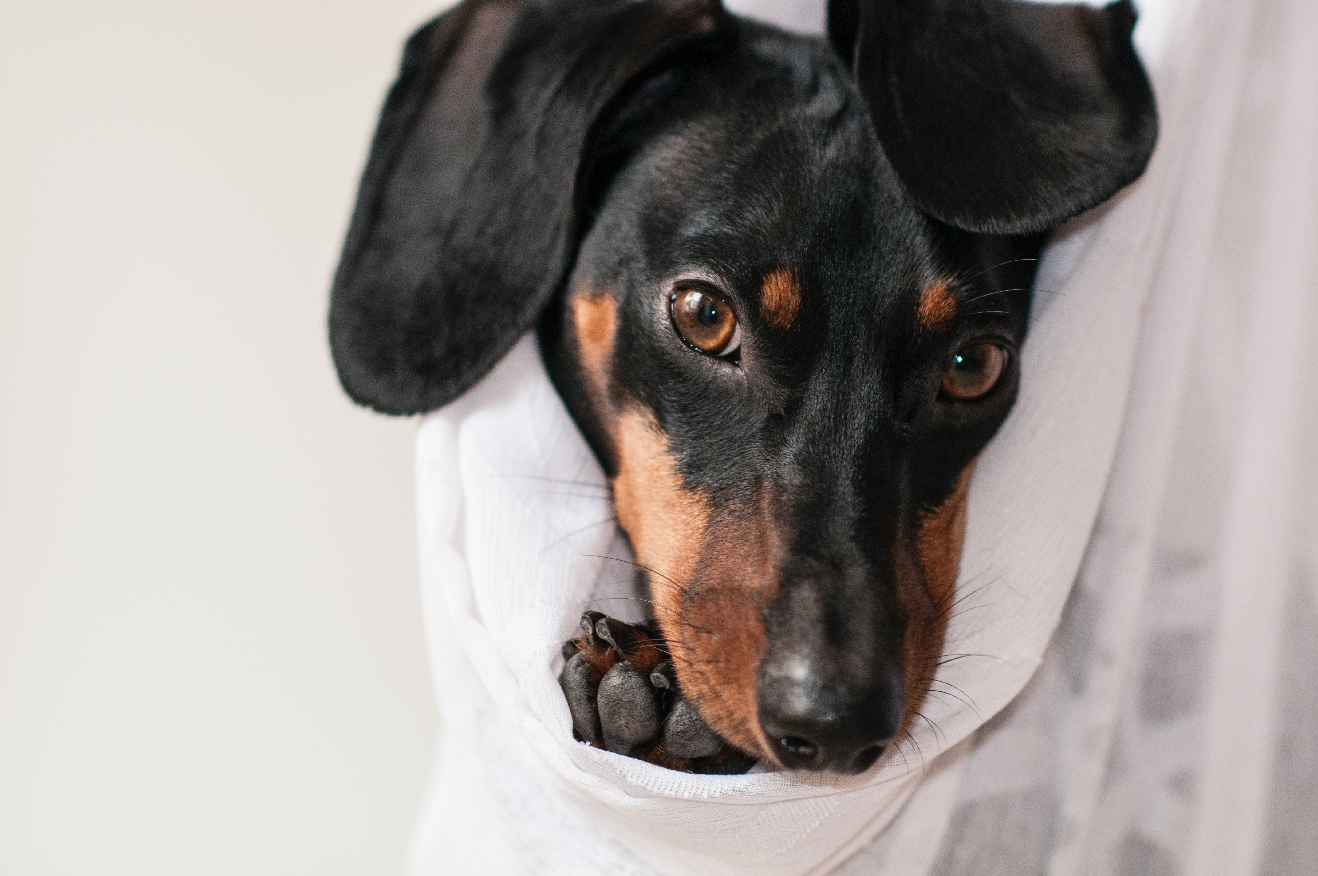 愛犬の耳がぷっくり腫れている?!それはきっと「耳血腫」です