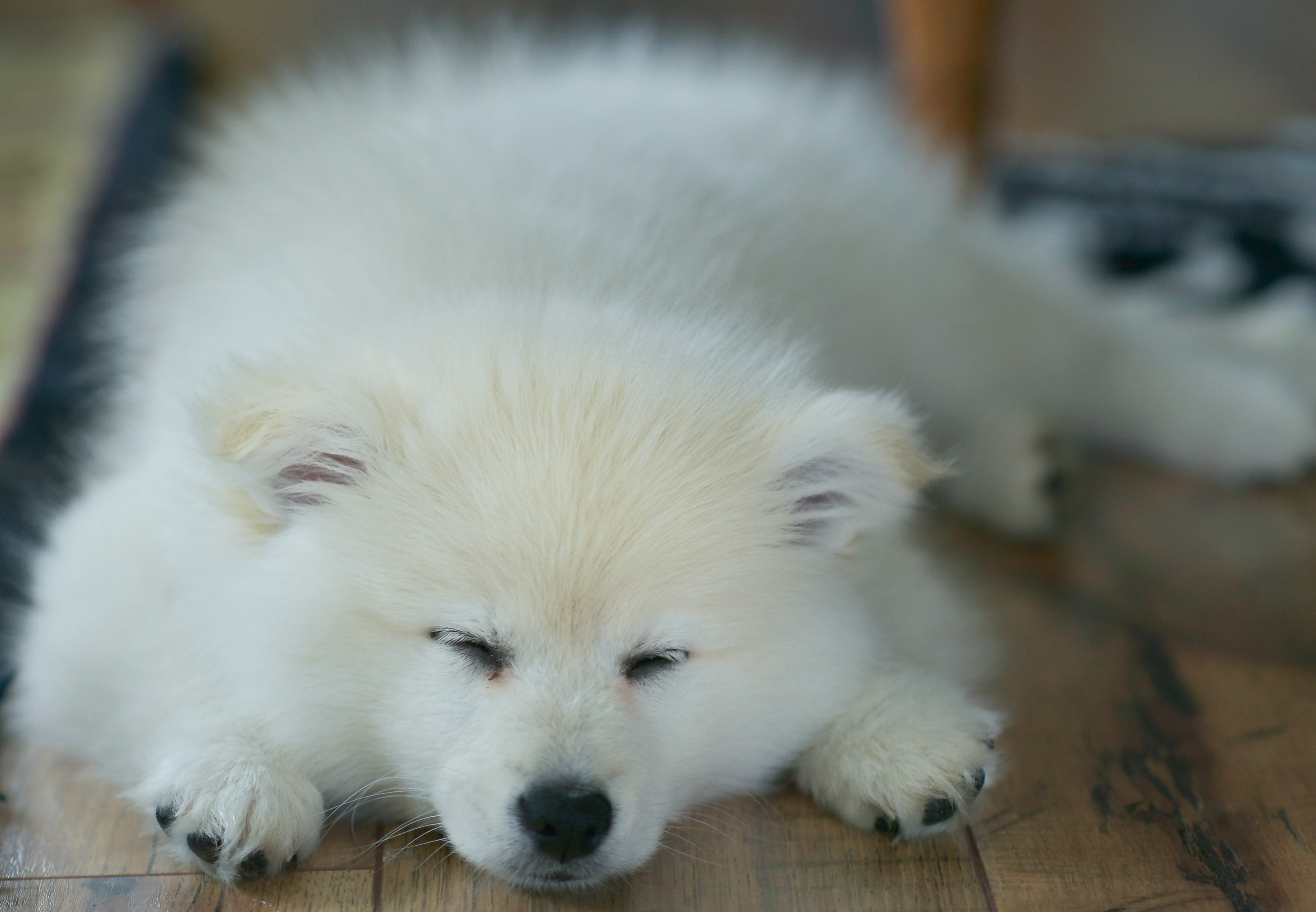 愛犬の耳がぷっくり腫れている？！それはきっと「耳血腫」です