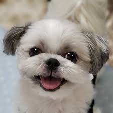 犬種名の由来と歴史