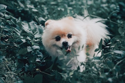 犬種名の由来と歴史
