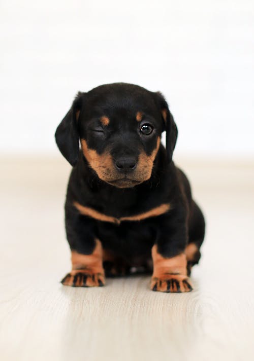 犬種名の由来と歴史