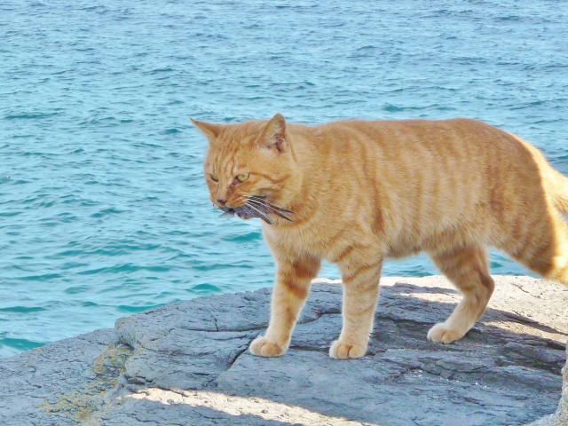 水が苦手な猫が魚好きな理由はなぜ?理由は日本のルーツにあった!