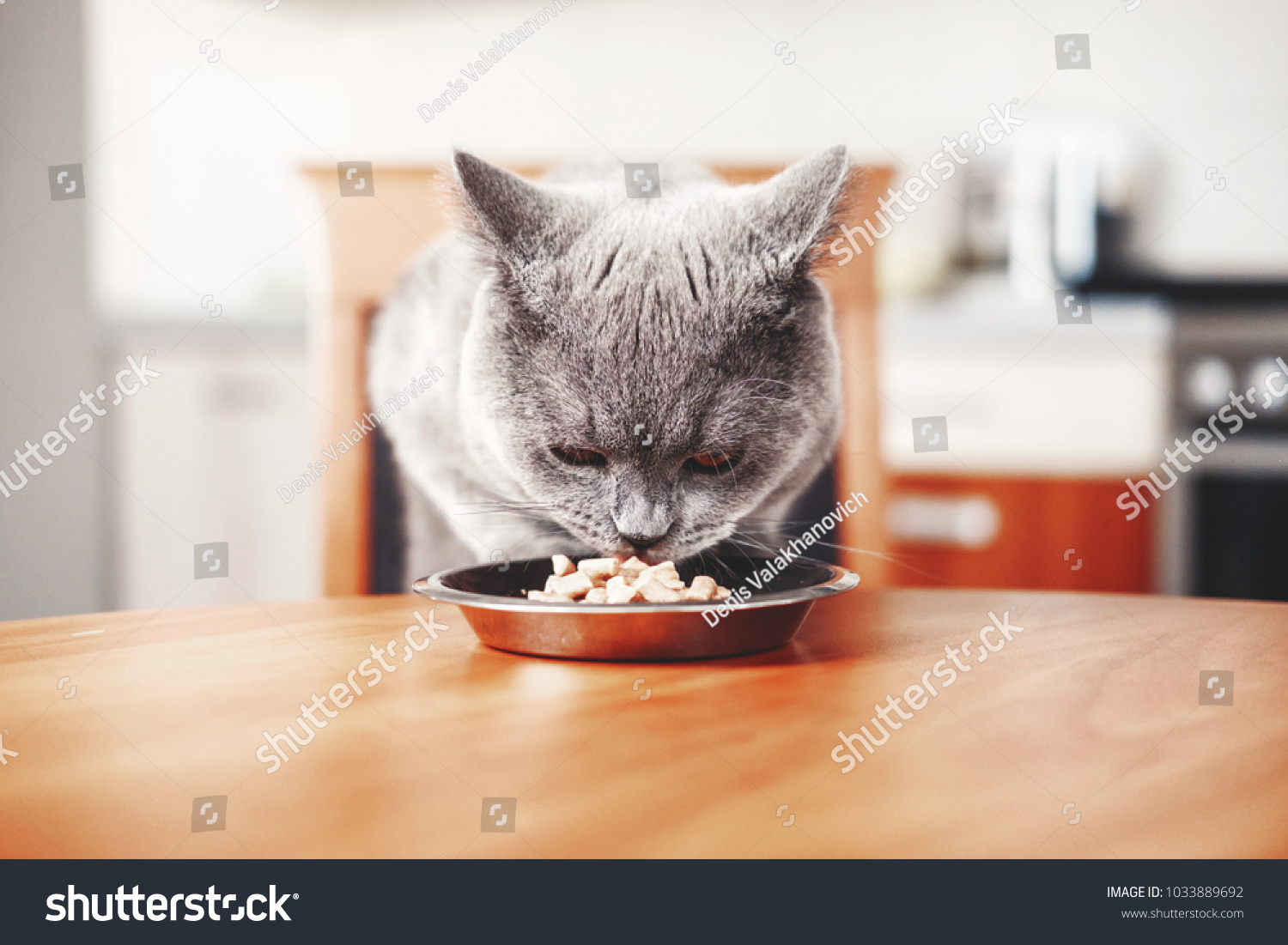 猫の食事療法食(腎不全・尿石症)