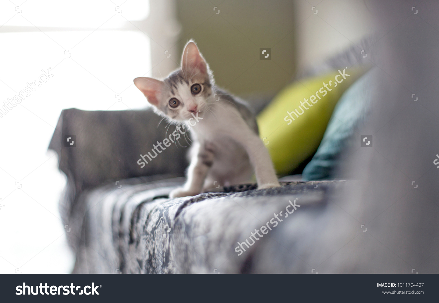 猫の食事療法食(腎不全・尿石症)