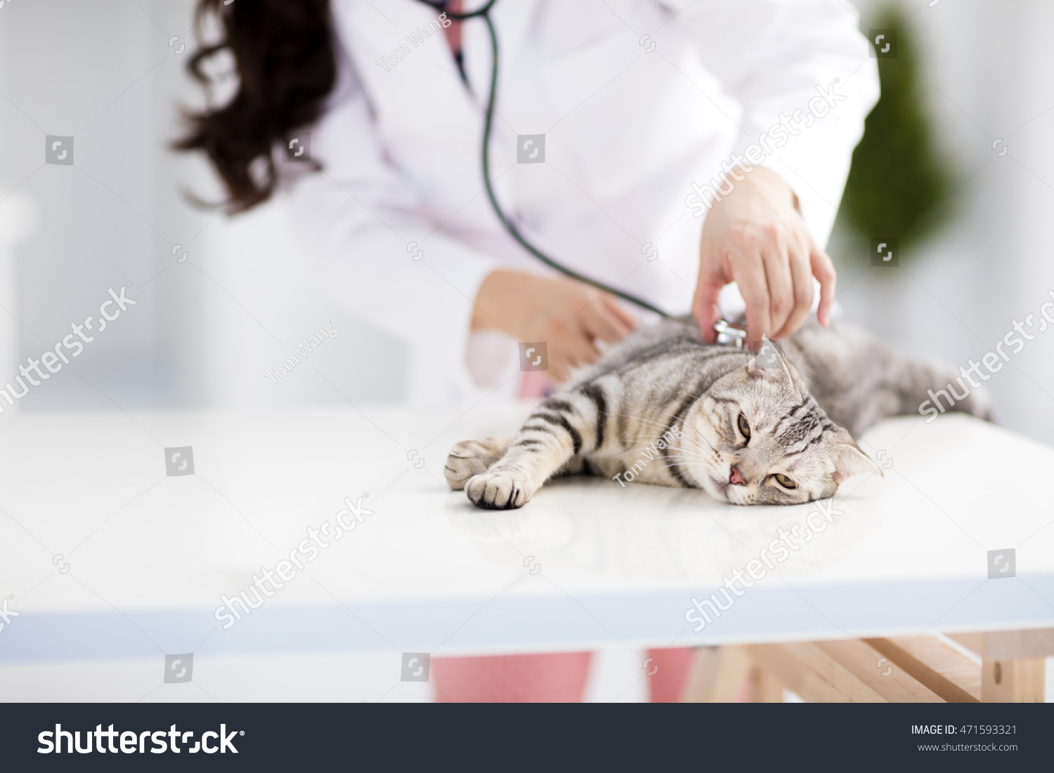 猫の食事療法食(腎不全・尿石症)