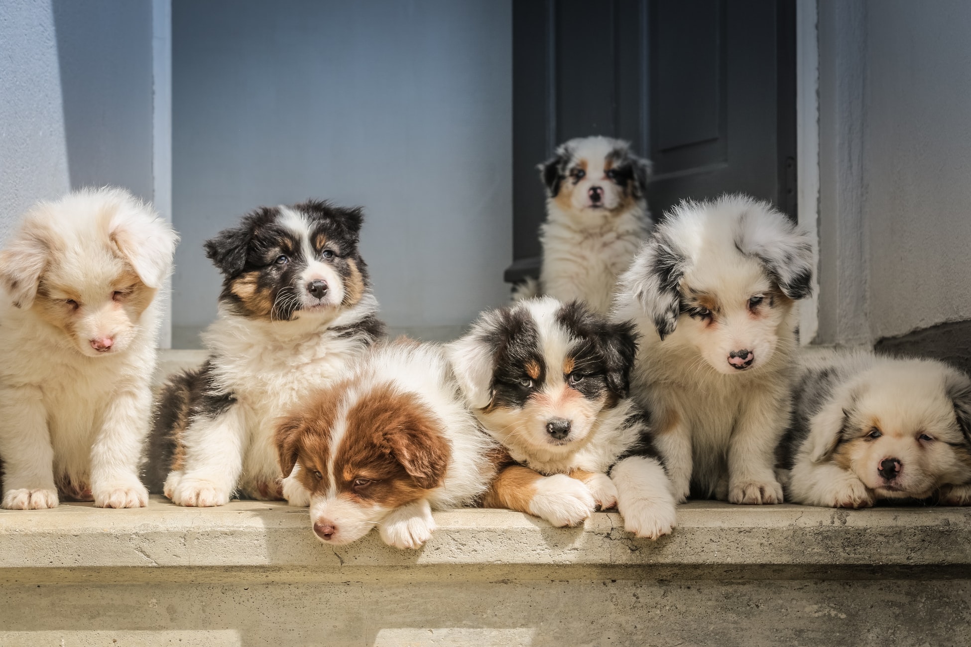 子犬の後肢のゆるみ 先天性疾患とは?リスクとうまく付き合う方法