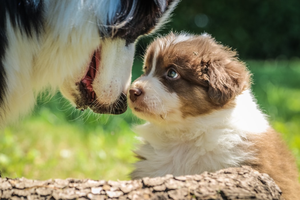 子犬の後肢のゆるみ 先天性疾患とは?リスクとうまく付き合う方法