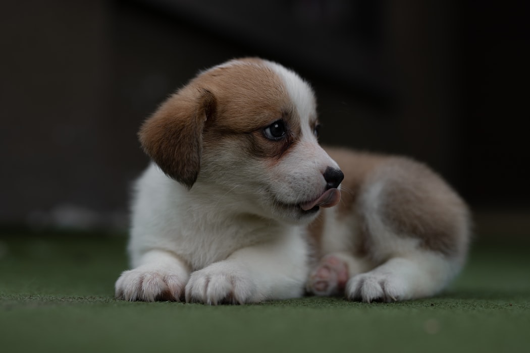 子犬の後肢のゆるみ 先天性疾患とは?リスクとうまく付き合う方法