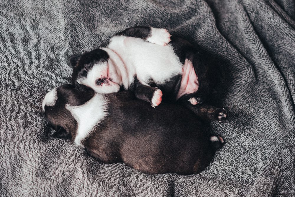 子犬の後肢のゆるみ 先天性疾患とは?リスクとうまく付き合う方法