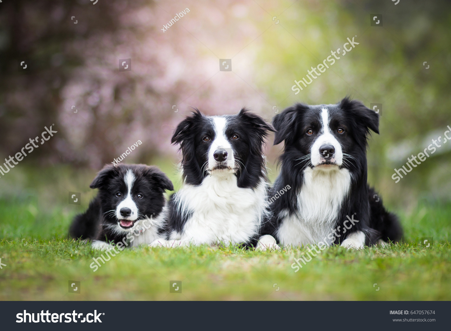 子犬の後肢のゆるみ 先天性疾患とは?リスクとうまく付き合う方法
