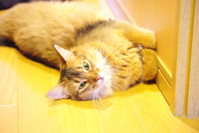 美しい被毛が魅力的!ソマリの性格や飼い方を解説