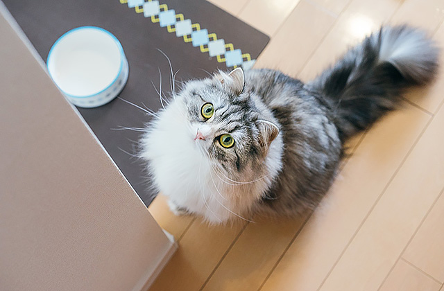 猫が水を飲まないのはなぜ? 猫に水を飲ませる7つのコツ