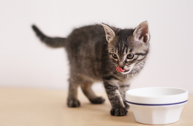 猫が水を飲まないのはなぜ? 猫に水を飲ませる7つのコツ