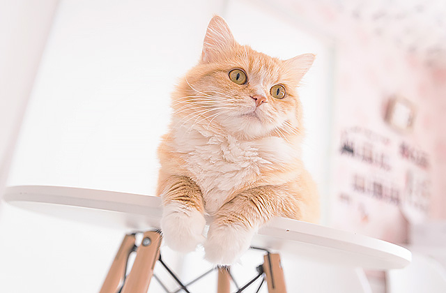 猫が水を飲まないのはなぜ? 猫に水を飲ませる7つのコツ