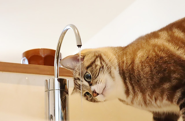 猫が水を飲まないのはなぜ? 猫に水を飲ませる7つのコツ