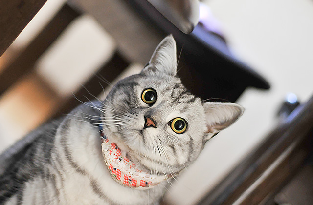 猫が水を飲まないのはなぜ? 猫に水を飲ませる7つのコツ