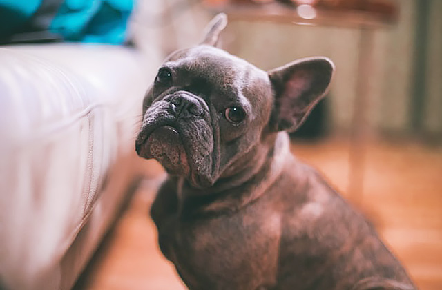 犬がおしりをこすりつける4つの理由 おしり歩きは病気のサインかも