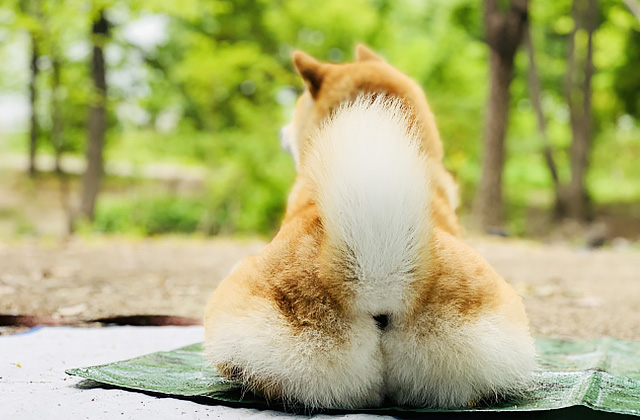 犬がおしりをこすりつける4つの理由 おしり歩きは病気のサインかも