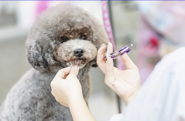 犬がおしりをこすりつける4つの理由 おしり歩きは病気のサインかも