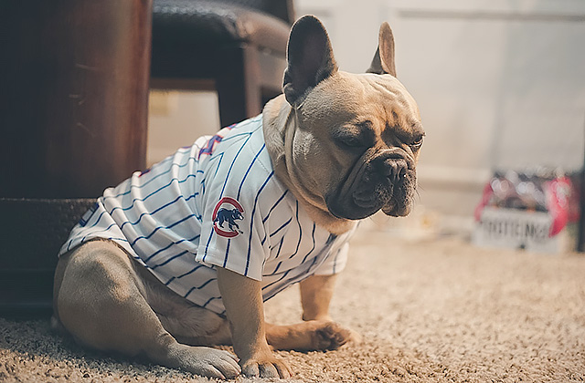 犬がおしりをこすりつける4つの理由 おしり歩きは病気のサインかも