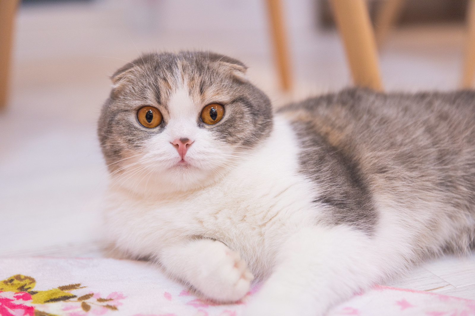 抜け毛の多い猫の種類は?おすすめの対策もご紹介