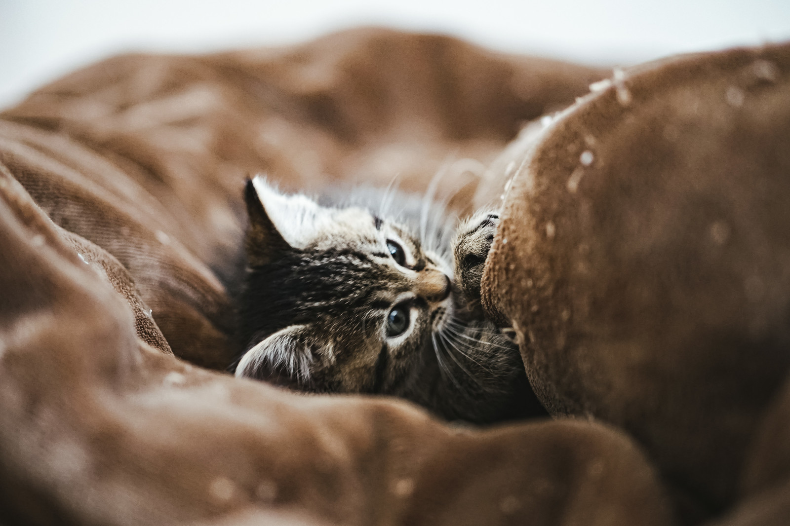 発情期の猫の特徴とは?ストレスをためさせないために大切なこと