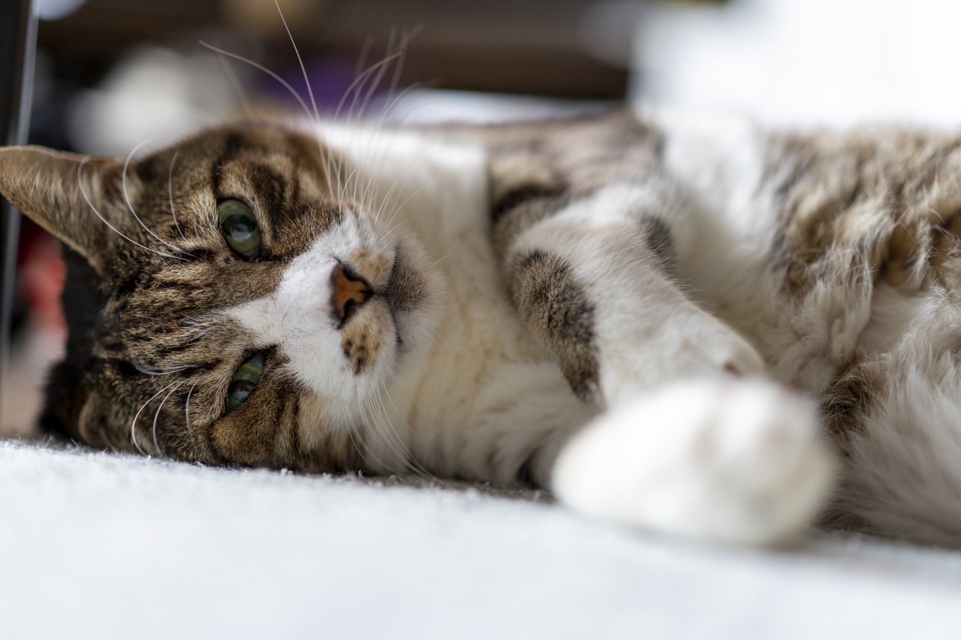 猫のけいれん発作に飼い主さんが注意すべきこと
