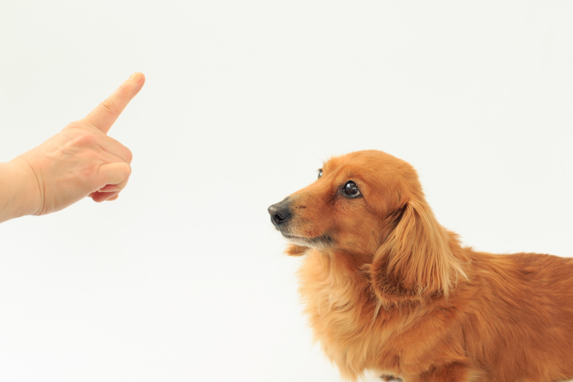 犬の常同行動について