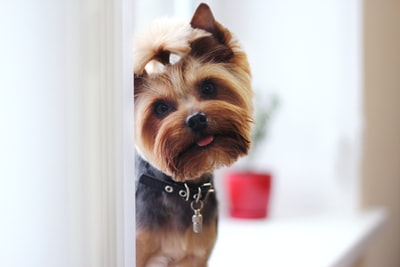犬との主従関係