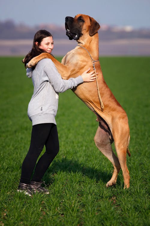 犬との主従関係