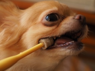 愛犬の歯磨きを習慣に!3つのメリットと歯磨きグッズの使い方!