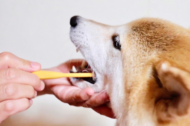 愛犬の歯磨きを習慣に!3つのメリットと歯磨きグッズの使い方!