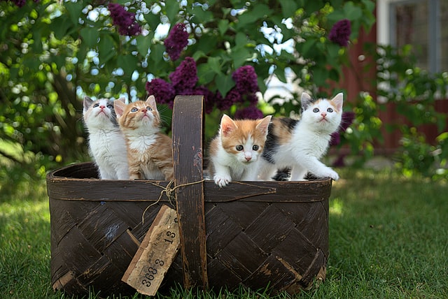 初めて子猫を飼う方必見!子猫と遊ぶときの注意点
