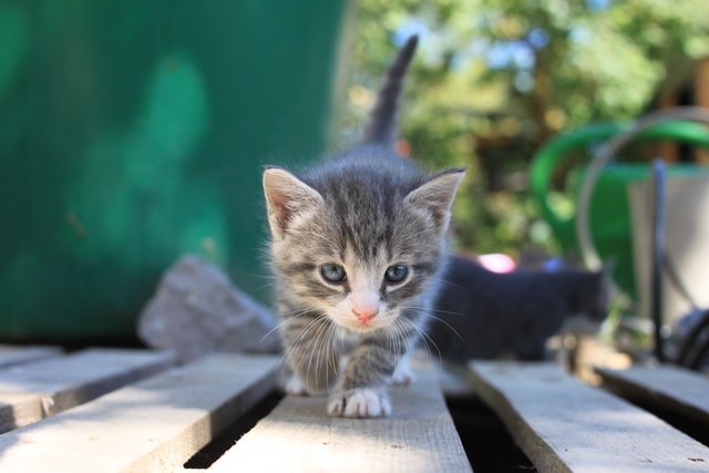 初めて子猫を飼う方必見!子猫と遊ぶときの注意点