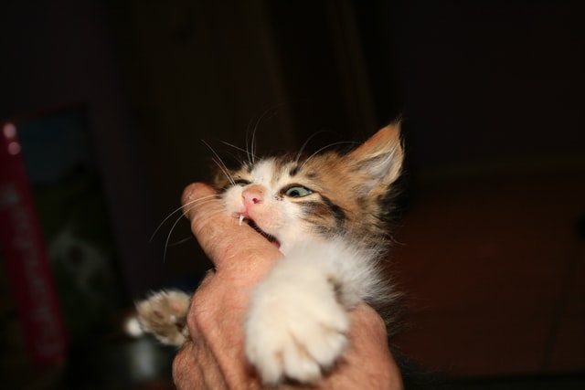 初めて子猫を飼う方必見!子猫と遊ぶときの注意点