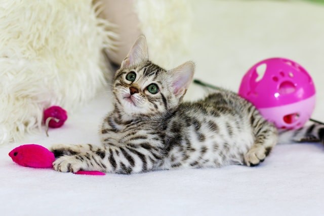 初めて子猫を飼う方必見!子猫と遊ぶときの注意点