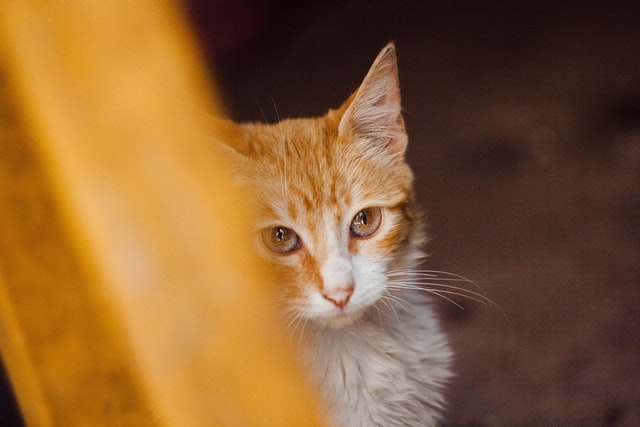 大人の猫がじゃれすぎて困る!原因は飼い主さん?