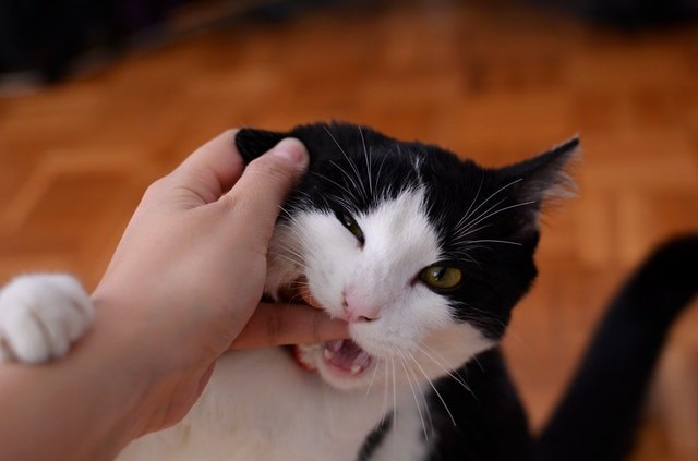 大人の猫がじゃれすぎて困る!原因は飼い主さん?