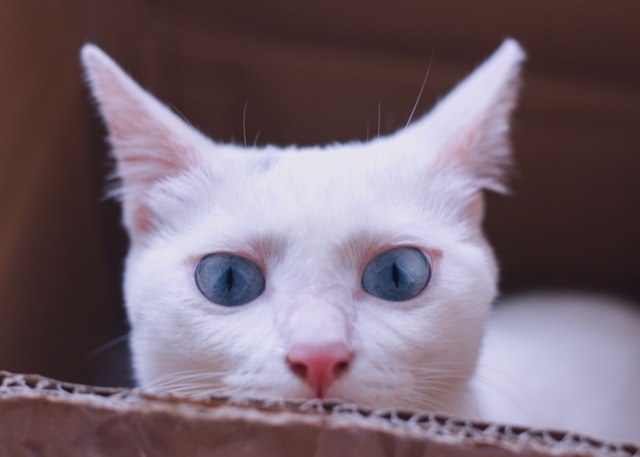 大人の猫がじゃれすぎて困る!原因は飼い主さん?