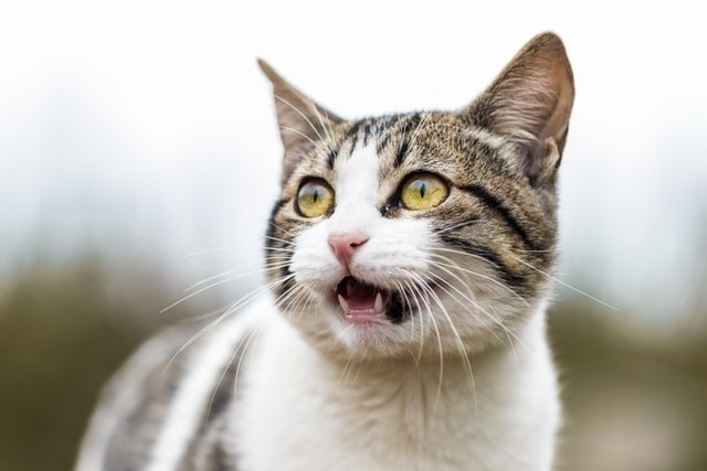 大人の猫がじゃれすぎて困る!原因は飼い主さん?
