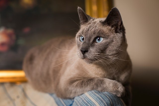 大人の猫がじゃれすぎて困る!原因は飼い主さん?