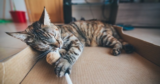大人の猫がじゃれすぎて困る!原因は飼い主さん?