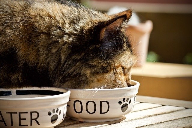 大人の猫がじゃれすぎて困る！原因は飼い主さん？